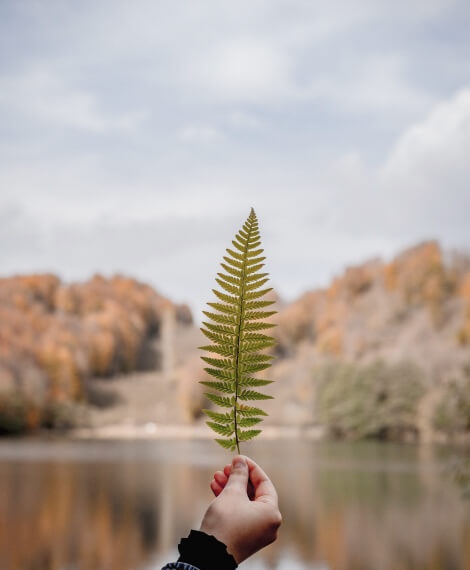 Domů Leaf